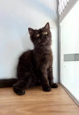 Kitten munchkin mix bsh ped