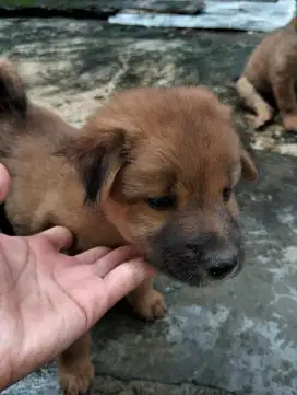 Dijual anak anjing kampung sehat dan gemuk, usia sudah 3 bulan.