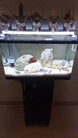 Aquarium bending nisso full set