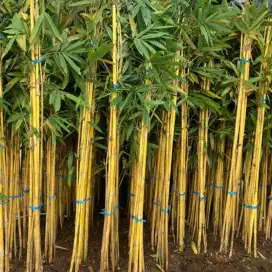 jual bambu kuning panda