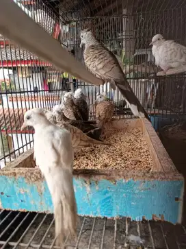 Jual burung titiran putih lurik jambul