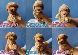 Puppy Toy Poodle, 8 Bulan – Warna Red & Apricot, Ras Murni, Non stb