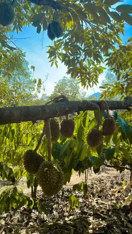 Tanah Kebun Durian