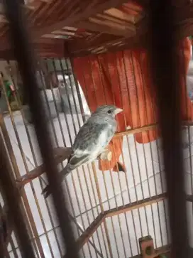 Burung edel sanger gacor