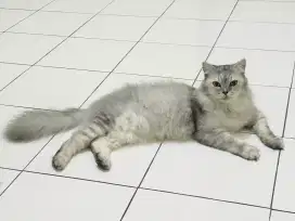 Lepas Adopsi Persia Jantan