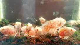 Ikan oscar tiger albino marking joss kualitas bagus