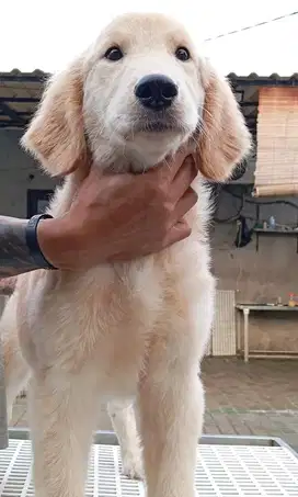 Open adopt Golden Rertiver Betina