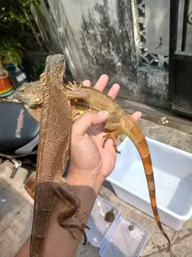 Super red iguana sepasang