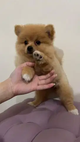 OPEN ADOPSI MINI POM BETINA