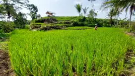 Jual BU sawah produktif