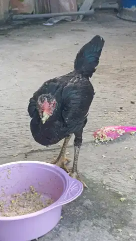 2 ekor Ayam Bangkok betina usia 5 bulan