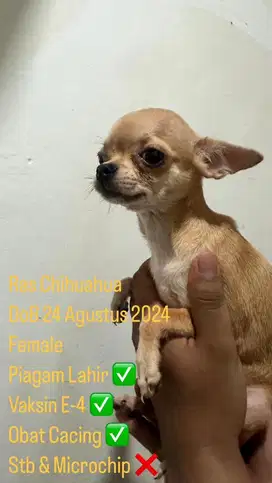 Jual Anjing Chihuahua - Puppy