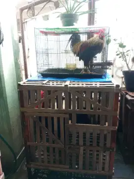 Ayam Pelung jumbo dan ayam kampung