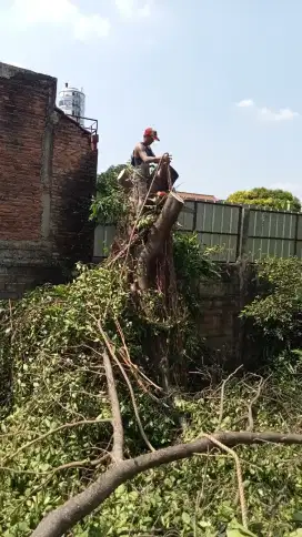 Jasa penebang pohon