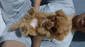 Anjing Ras Maltipoo