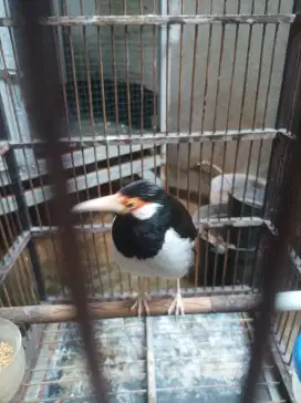 Jual burung jalak suren jawa