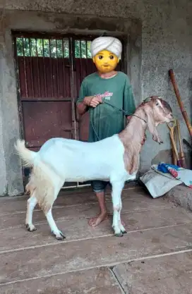 Jualan Kambing dan Domba Untuk Aqiqah, Qurban, dan Pelihara