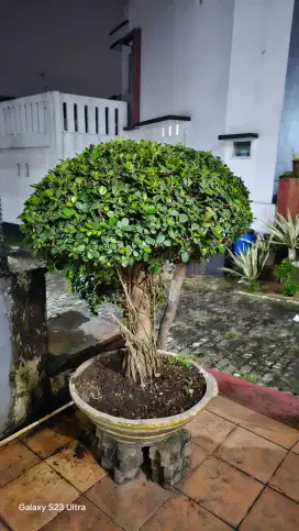 Beringin Korea Bonsai Besar
