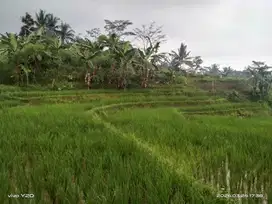 Tanah sawah produktif view pegunungan air sangat subur harga murah