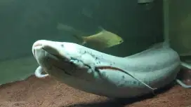 Ikan fosil Lungfish 54cm Protopterus Annectens