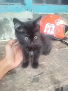 Kucing anggora anakan