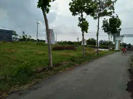 DIJUAL SANGAT MURAH TANAH DI JALAN DAENDLES, DRINGU, PROBOLINGGO