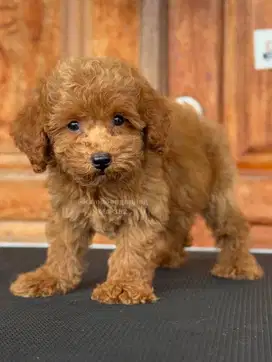 Poodle Jantan Berbulu Lebat