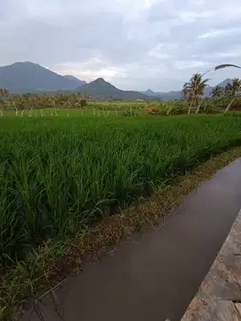 Tanah sawah murah  view pegunungan di Bogor