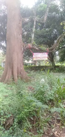 dijual tanah dijumantono plus kebun duren