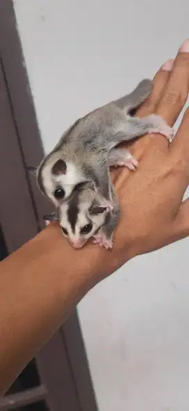 Sugar glider white face joey