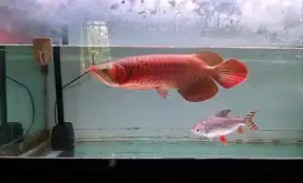 Ikan Arowana super Red 40Cm