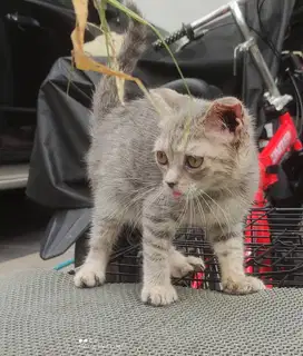 SF Scottish Fold BSH Jantan