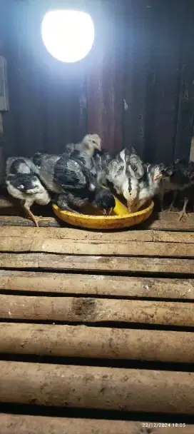 Anak ayam bangkok jenis