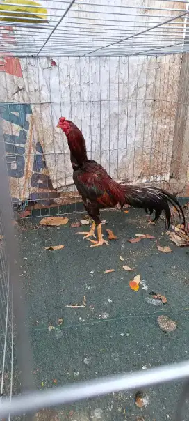 Ayam bangkok teknik