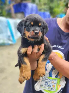 Rottweiler Puppy anakan