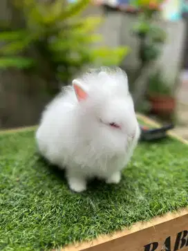 Anakan kelinci lionhead