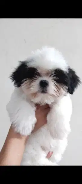 Shihtzu Betina nonstb vaksin ok