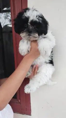 Shihtzu Betina nonstb vaksin