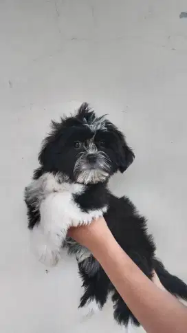 Shihtzu jantan nonstb vaksin