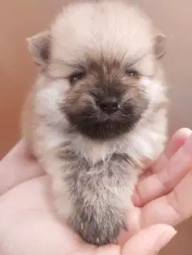 Open Adopsi Mini Pom Betina