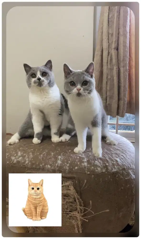 KUCING BRITISHSHORTHAIR FEMALE