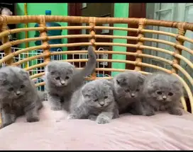scottish fold blue kucing british kitten jdhin bsh munchkin