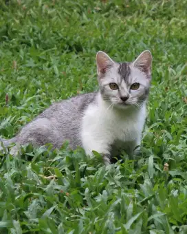 British Shorthair BSH