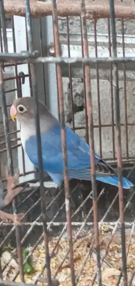 Di jual anak Burung lovebird paud biru nuktok usia 3,4 blnan