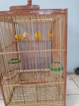 Burung kenari lucu corak warna jos