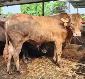 sapi jantan 500kiloan siap potong hajatan nazar syukuran sedekahan top