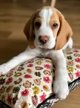 DIJUAL ANAK ANJING BEAGLE LEMON