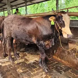 sapi jantan 500kiloan siap potong nazar hajatan sedekahan syukuran top