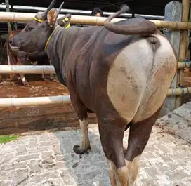 sapi potong 300kiloan siap nazar sedekahan syukuran hajatan jamin puas