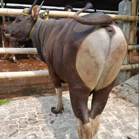 sapi bali kupang 300kiloan jantan siap potong hajatan sedekahan nazar